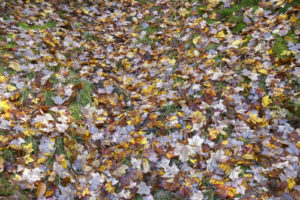 Fall Leaves on Grass