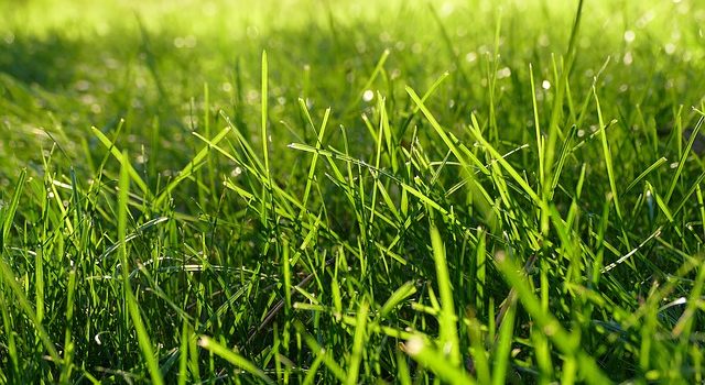 grass and lime Photo: imaginaryhuman