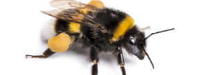 Bumble Bee