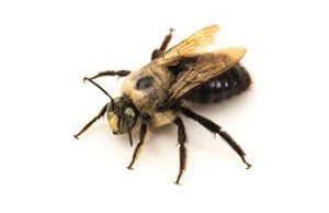 Carpenter Bee